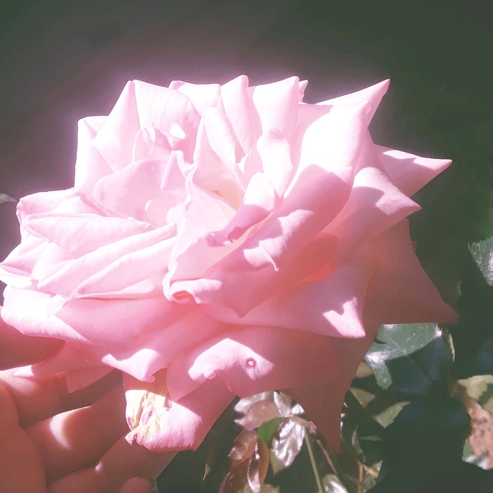 Meet your Posher, Lily